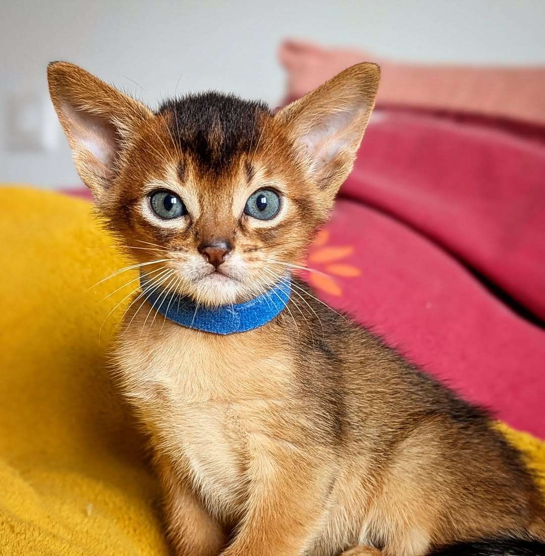 buy Abyssinian cats