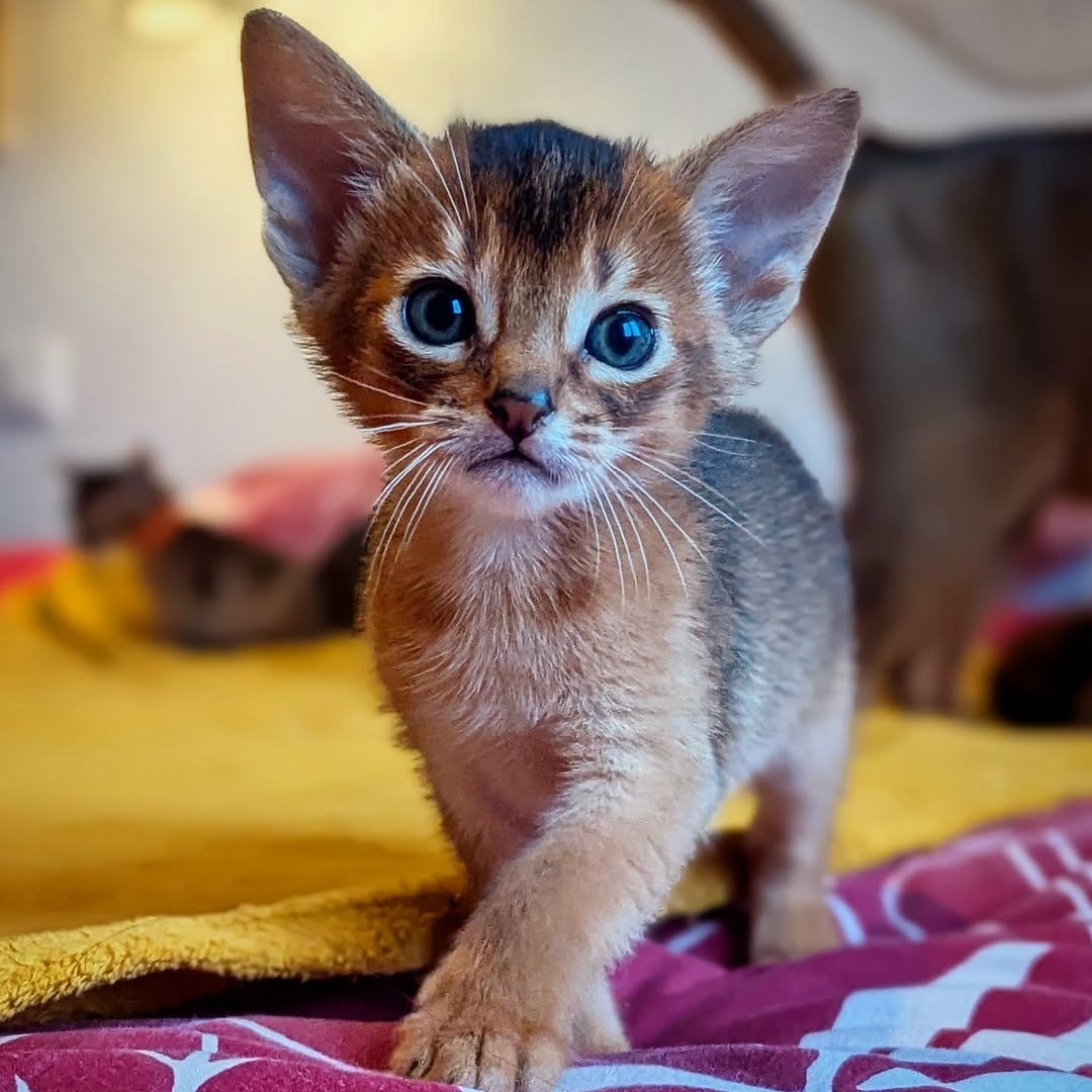 buy Abyssinian kitten for sale