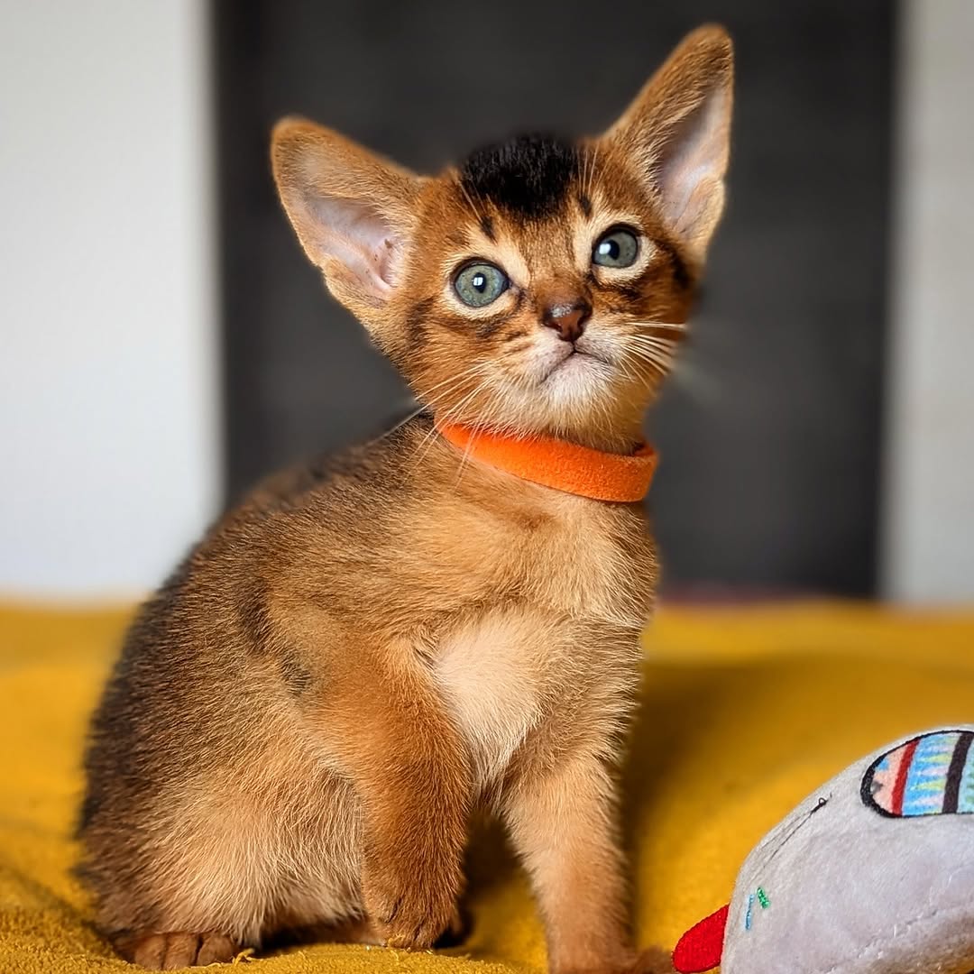 buy Abyssinian cats
