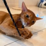 Abyssinian Feline 