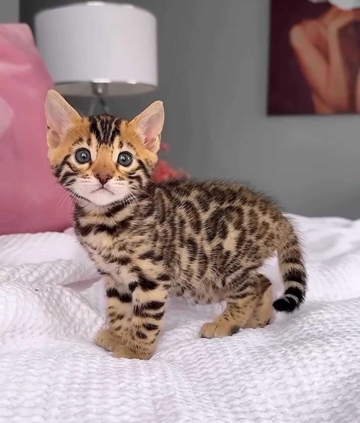 bengal cat for sale