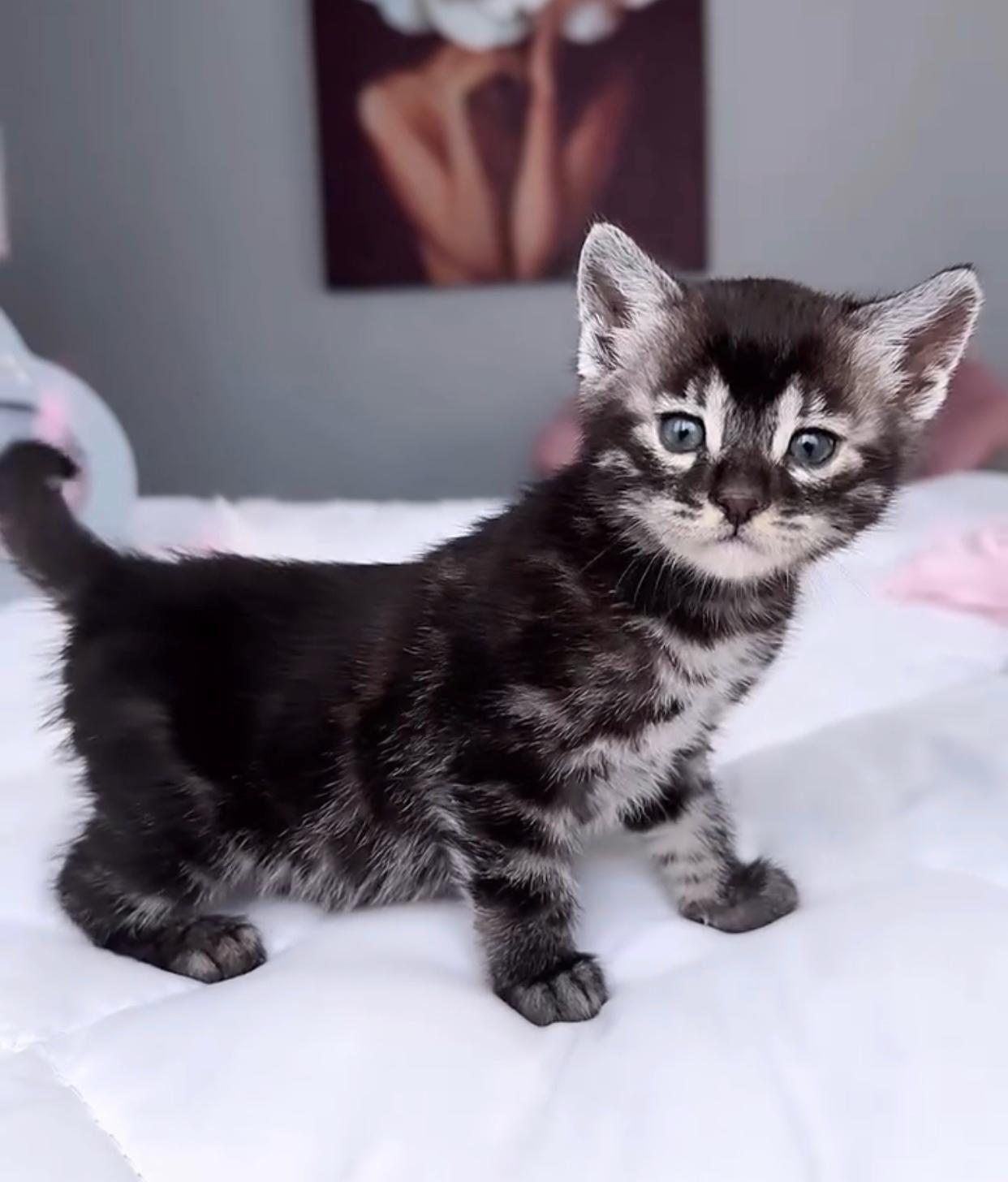 bengal cats for sale