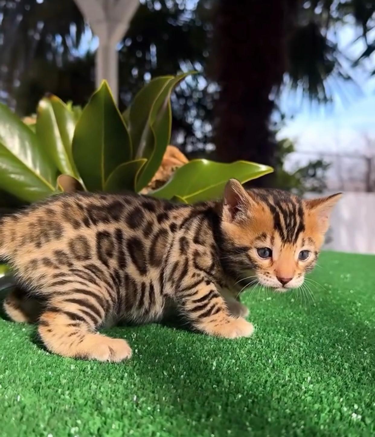 bengal cat price