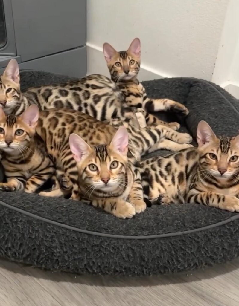 Bengal Cats Bengal Cats for sale